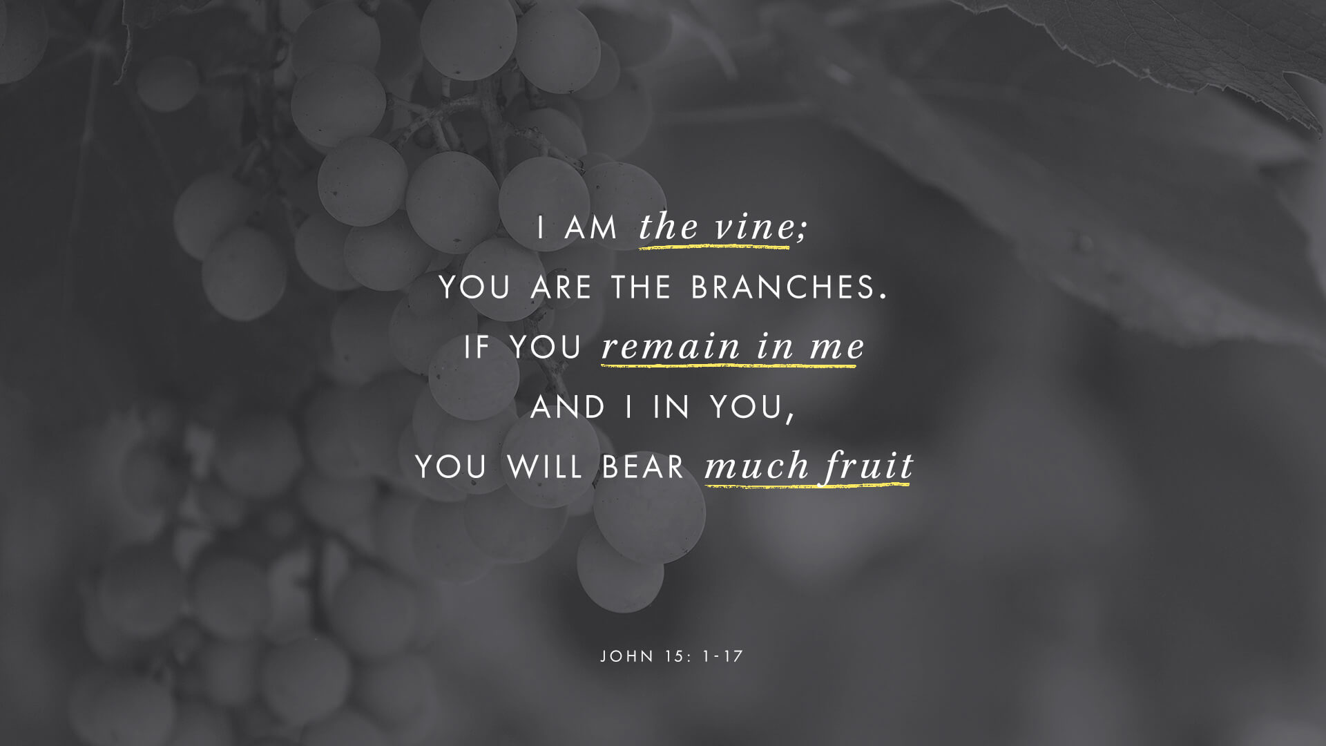 A picture of grapes with text overtop that reads "I am the vine; you are the branches. If you remaind in me and I in you, you will bear much fruit." (John 15:1-17)
