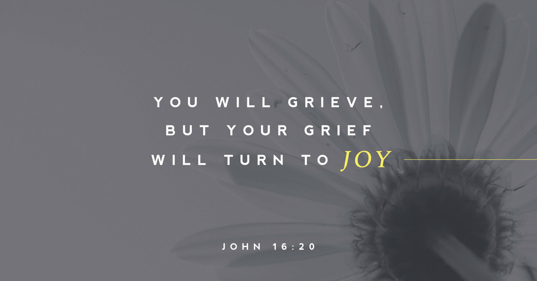 A picture of a daisy with text overtop that reads "You will grive, but your grief will turn to joy" (John 16:20).